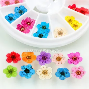 1 Koliesko 24PCS Farebné Krásne Prírodné Sušené Kvety, Nail Art, Kvetinové Dekorácie DIY Manikúra Salon DIY Tipy